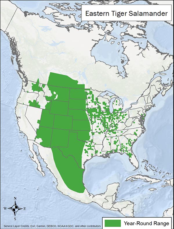 Eastern tiger salamander range map. Range is from southern Canada through the plains and into Mexico, plus spots in the Pacific Northwest, Great Plains, and South.