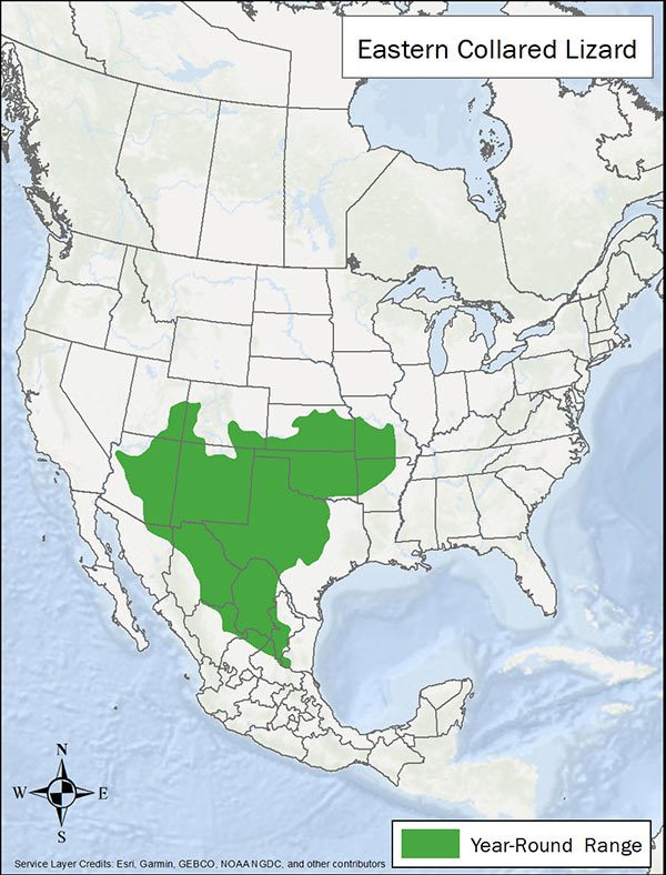 Eastern collared lizard range map. Range is much of south central US and north central Mexico.