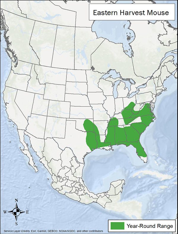 Eastern harvest mouse range map. Range is southeastern US and eastern Texas and Oklahoma.
