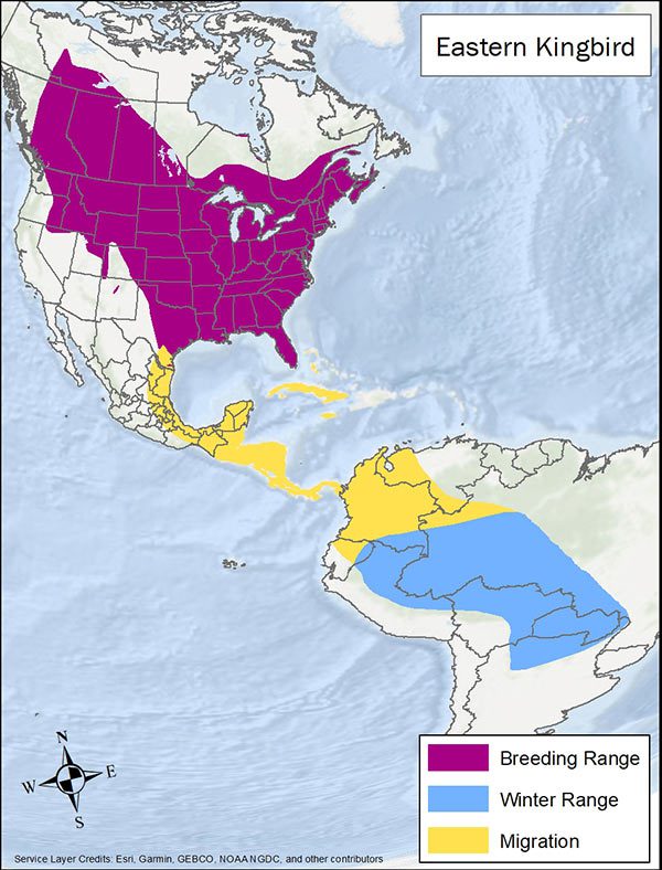 Eastern kingbird range map. Breeding range is most of Canada and the US except for the Southwest and Pacific Northwest. Migration range is the Gulf Coast of Mexico through South America. Winter range is South America.