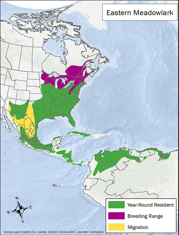 Eastern meadowlark range map. Breeding range is midwest and northeastern US. Year round range is eastern US, Mexico, and South America. Migration range is parts of Texas and Mexico.