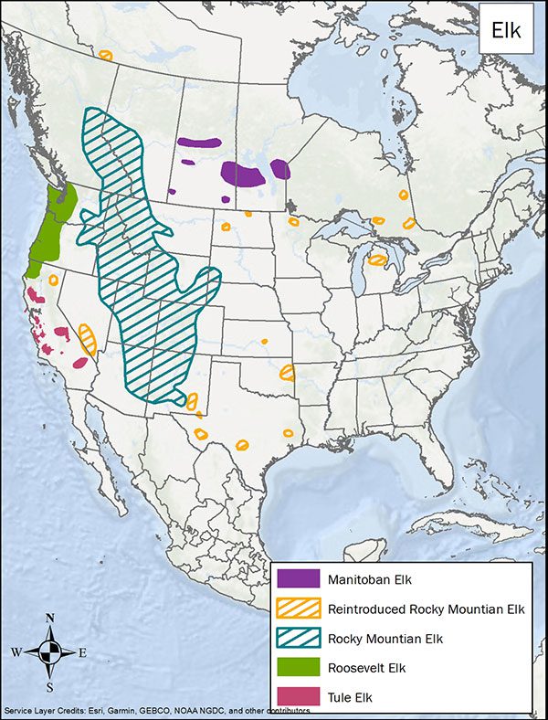 Elk range map. Various populations are spread across Canada and the US.