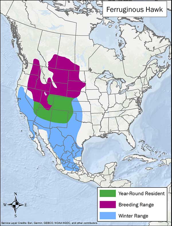 Ferruginous hawk range map. Breeding range is Canada and northern and western US, year round range is southwest US, and winter range is California, southwestern US, and Mexico.