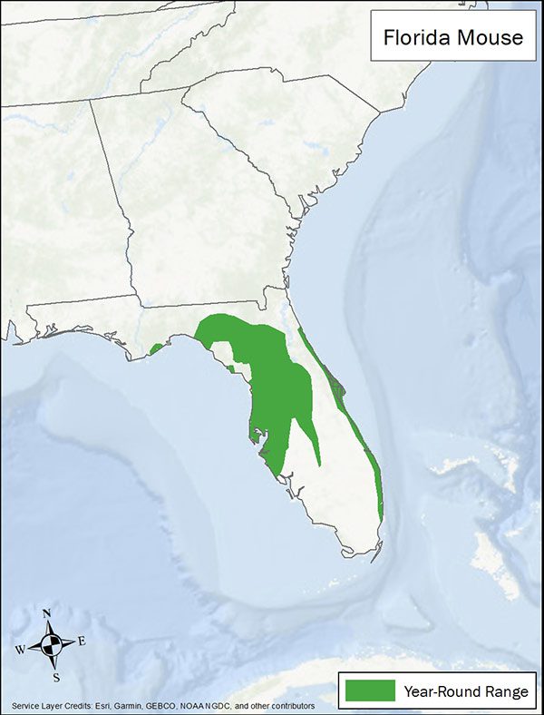 Florida mouse range map showing range in coastal, central and Atlantic Florida.