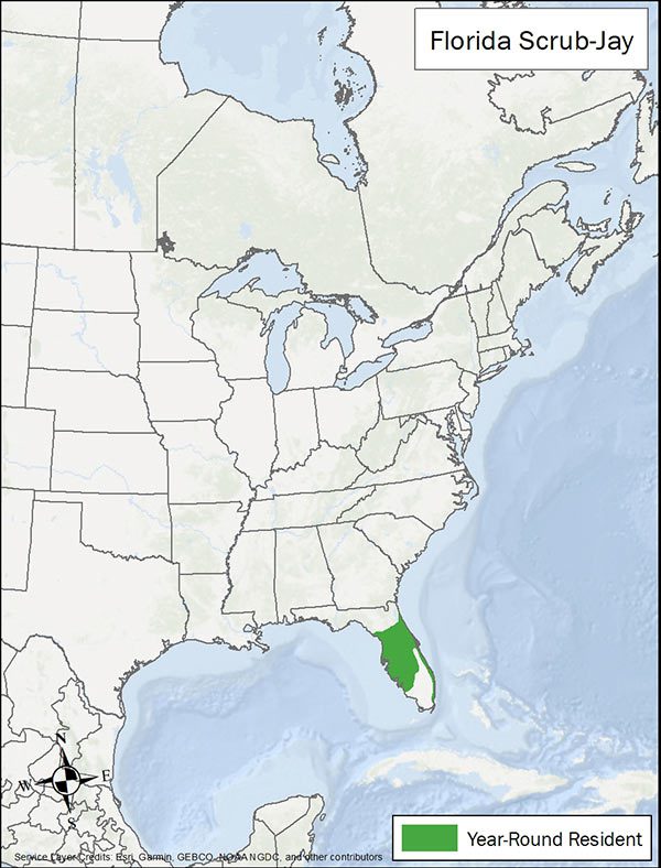 Florida scrub jay range map. Range is Florida.