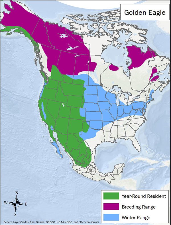 Golden eagle range map. Breeding range is most of western and northeastern Canada. Year round range is the western half of US. Winter range is central to eastern US.