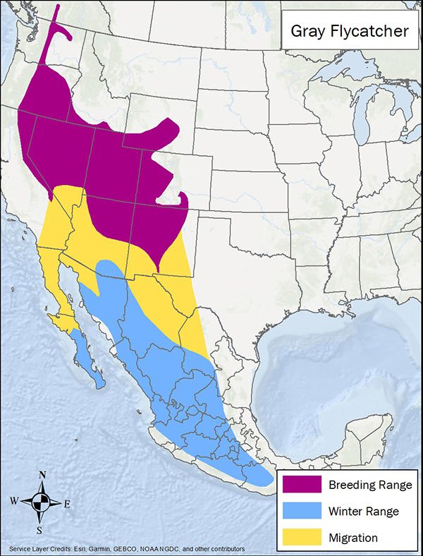 Gray flycatcher range map. Breeding range is several western US states. Migration range is southwest US and northern Mexico. Winter range is Mexico.
