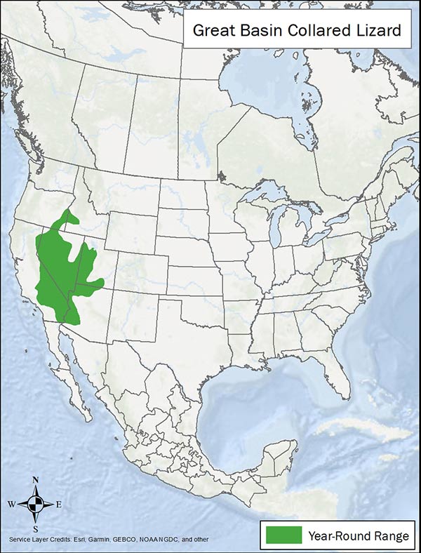 Great Basin collared lizard range map. Range is from southern Idaho and Oregon through Nevada, Utah, Arizona, and California.