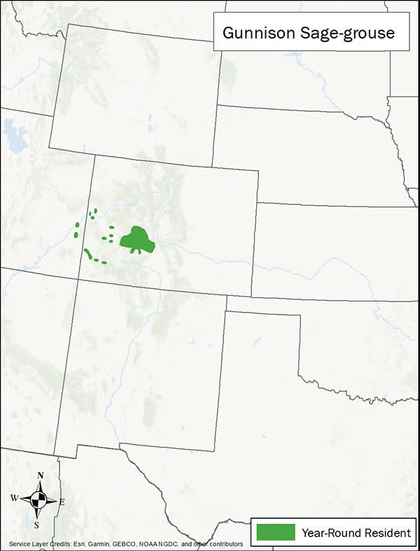 Gunnison sage-grouse range map with spots in Colorado and Utah.