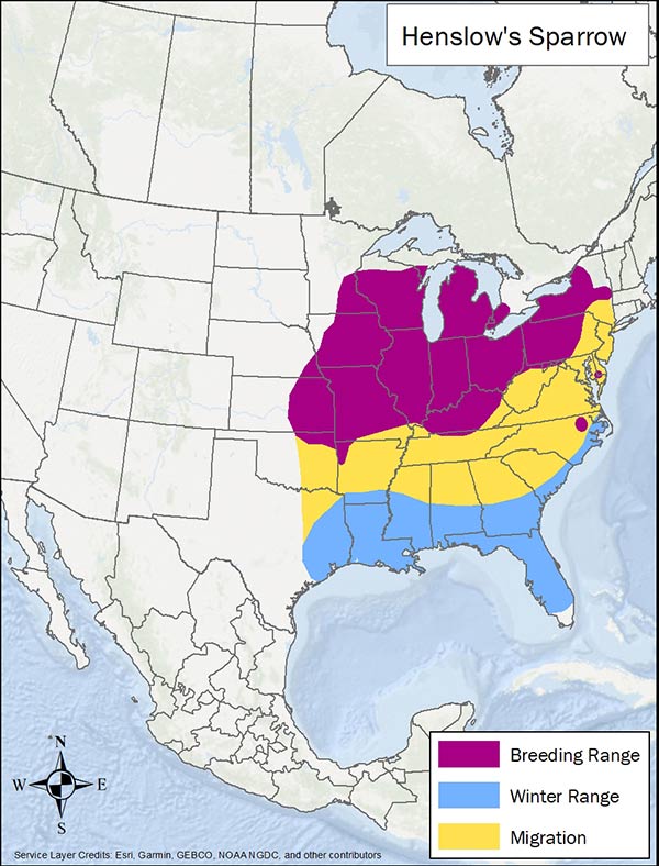Henslow's sparrow range map. Breeding range is midwest and northeast US. Migration range is eastern US through Texas. Winter range is southeastern US.