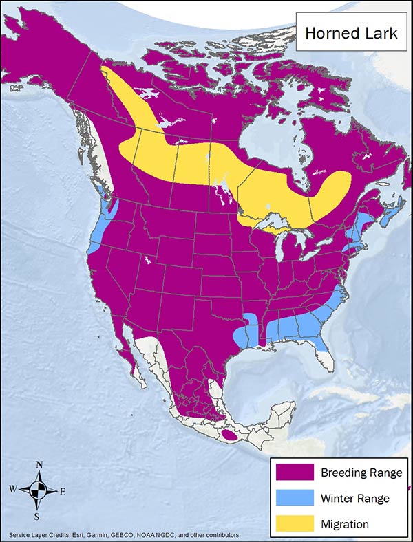 Horned lark range map. Breeding range is almost all of Canada, US, and Mexico. Migration range is Canada. Winter range is Pacific Northwest US, southern US, and northeastern US.