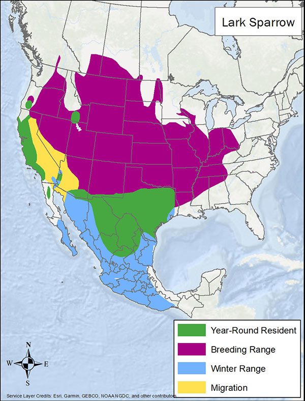 Lark sparrow range map. Breeding range is most of the US except for the east coast. Year round range is coastal California, Texas, and Mexico. Winter range is Mexico. Migration range is eastern California and neighboring states.