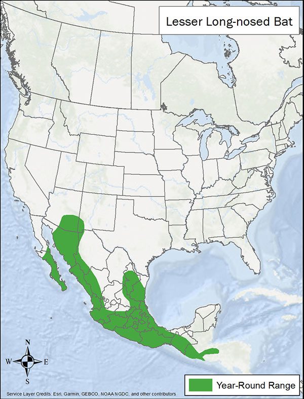 Lesser long-nosed bat range map. Range is most of coastal Mexico, Baja California, and parts of southern Arizona and New Mexico.