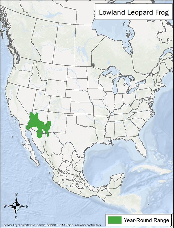 Lowland leopard frog range map. Range is east of the Colorado River in Arizona and parts of New Mexico and Mexico.