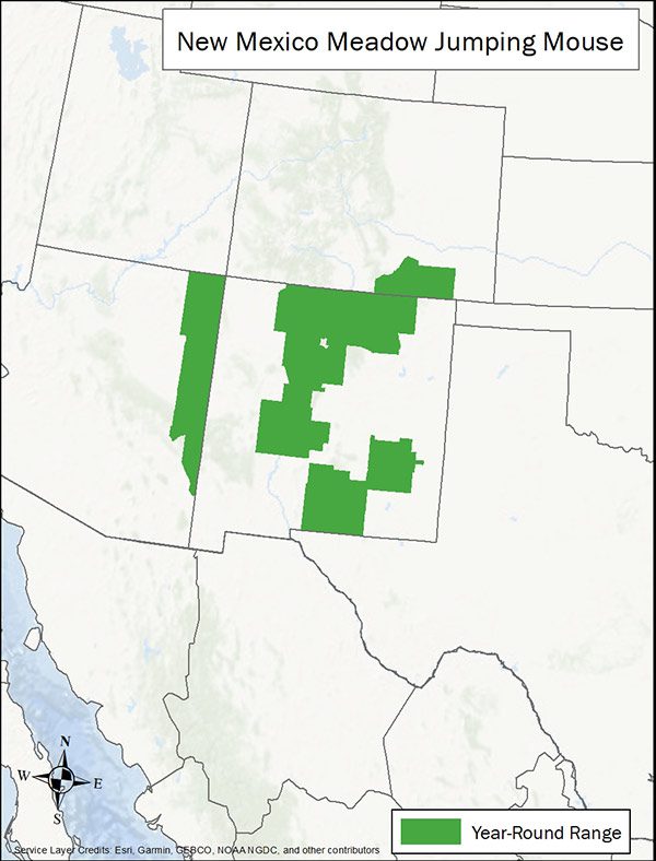 New Mexico meadow jumping mouse range map. Range is parts of Colorado, New Mexico, and Arizona.