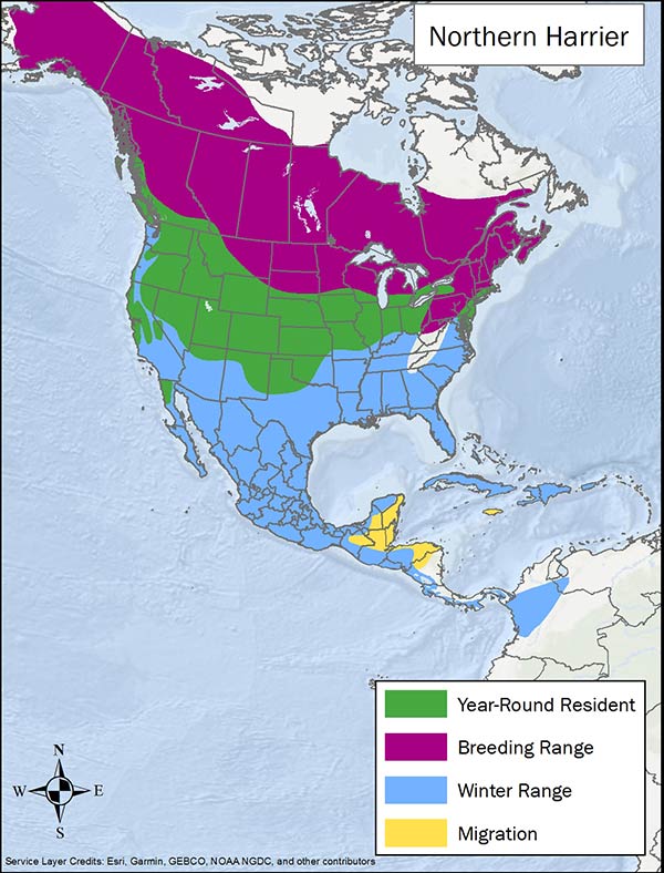 Northern harrier range map. Breeding range is Canada and northern US, year round range is northern and central US, winter range is the southern half of US, Mexico, and into South America, and migration range is Central America.