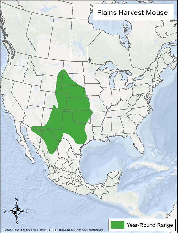 Plains harvest mouse range map. Range is much of central plains US and into Mexico.