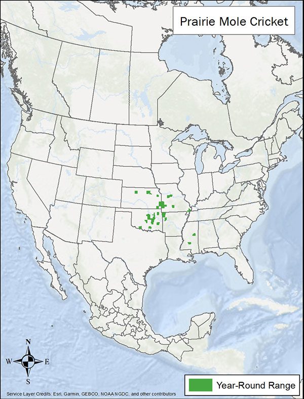 Prairie mole cricket range map. Range is spotty in the central plains of Kansas, Oklahoma, Missouri, Arkansas, and Mississippi.