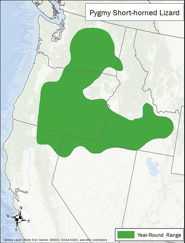 Pygmy short-horned lizard range map. Range is central and eastern Washington and Oregon, northeastern California, northern Nevada, and southern Idaho.