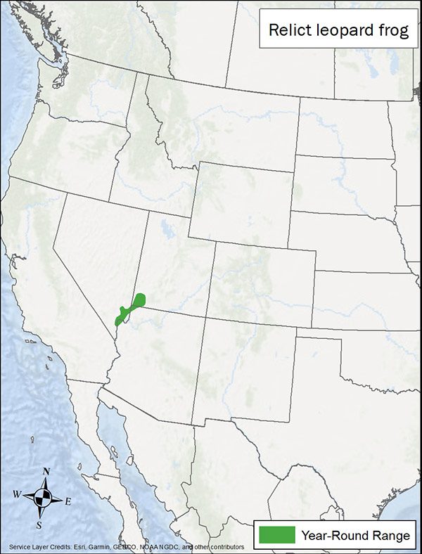 Relict leopard frog range map. Range is a very small bit near the Nevada, Utah, Arizona border.