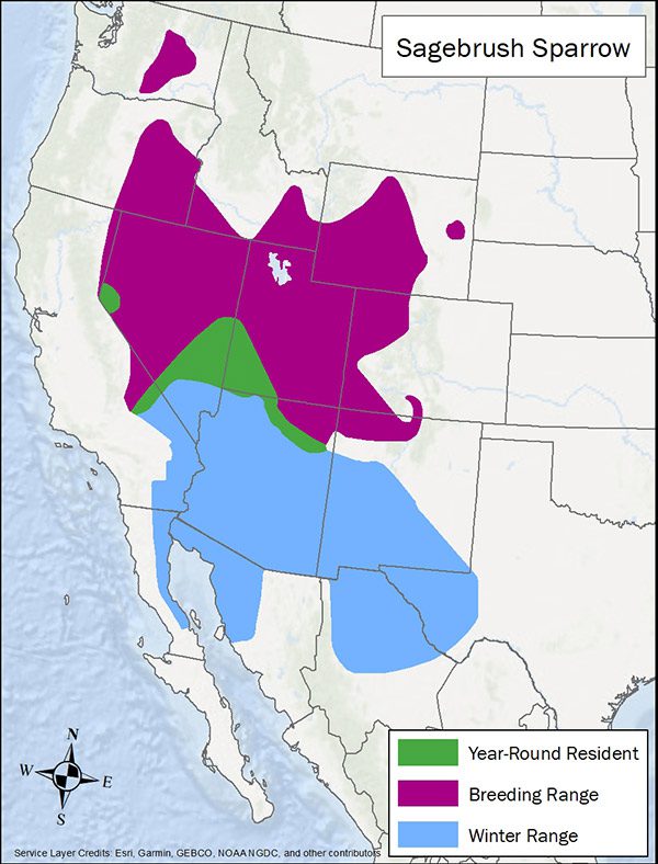 Sagebrush sparrow range map. Breeding range is parts of Washington, Oregon, Nevada, Idaho, Wyoming, Utah, Colorado, New Mexico and Arizona. Winter range is the southwest US and northern Mexico. Year round range is Nevada, Utah, and Arizona.