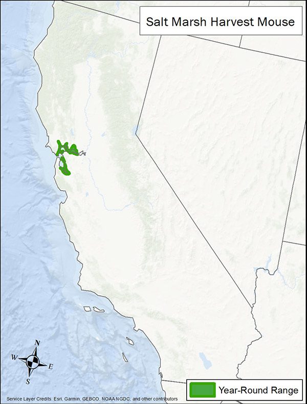 Salt marsh harvest mouse range map. Range is the Bay Area of California.