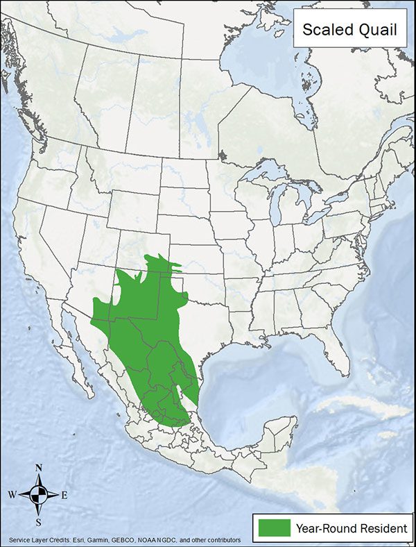 Scaled quail range map. Range is south western and central US and into Mexico.