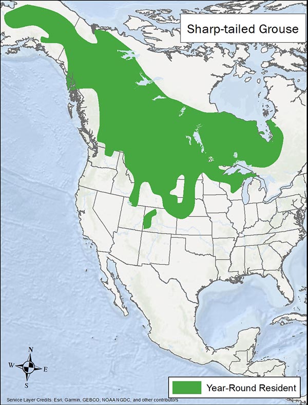 Sharp-tailed grouse range map. Range is most of Canada and northern US.