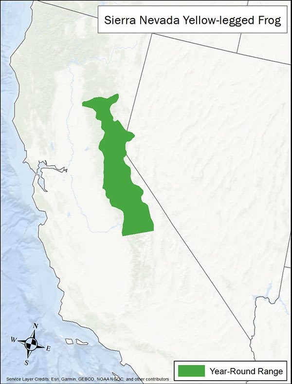 Sierra Nevada yellow-legged frog range map. Range is inland California east of the Sierra Nevada.