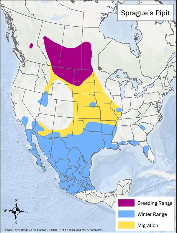 Sprague's Pipit range map. Breeding range is central Canada, Montana, and the Dakotas. Migration range is central US. Winter range is spots throughout the US and most of Mexico.