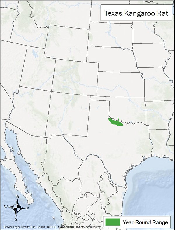 Texas kangaroo rat range map. Range is a small portion of north central Texas.