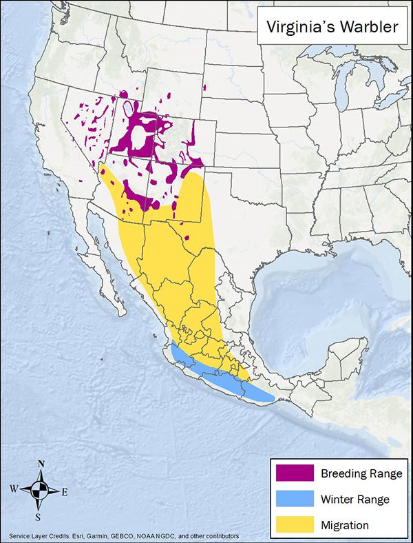 Virginia's warbler range map. Breeding range is spotty in the western US, migration range is south through central Mexico, and winter range is southern Pacific Mexico.