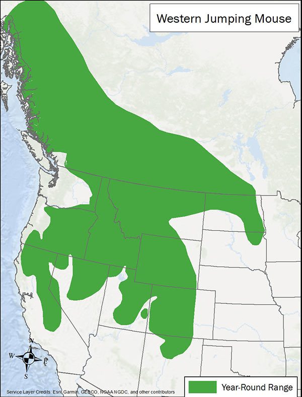 Western jumping mouse range map. Range is from Canada through many western US states.