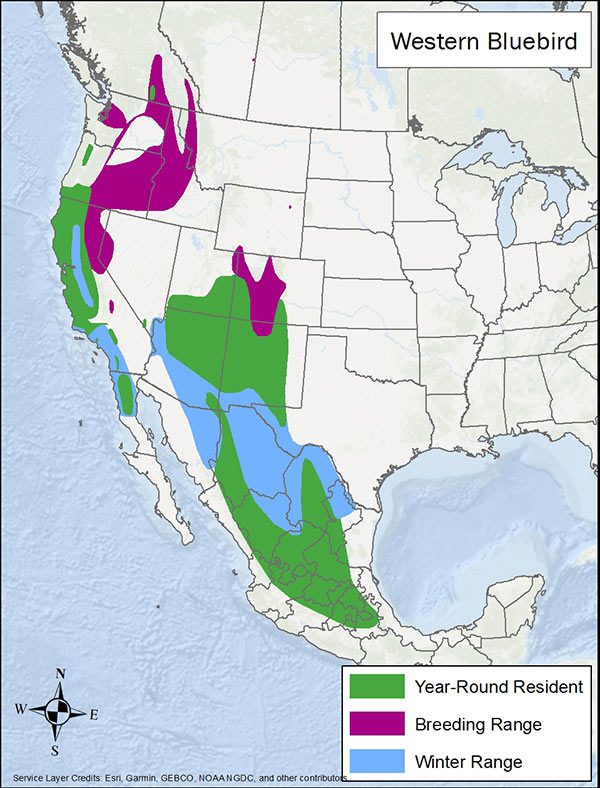 Western bluebird range map. Year round range includes California, southwest US, and Mexico. Breeding range is the Pacific Northwest and Colorado. Winter range is California through to northern Mexico.