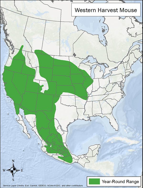Western harvest mouse range map. Range is most of western and central plains US and central Mexico.