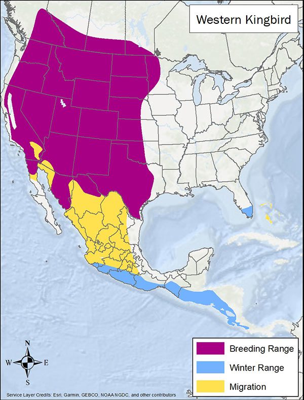 Western kingbird range map. Breeding range is the western half of the US and southern Canada. Migration range is Mexico and extreme southwest US. Winter range is the southern tip of Florida and coastal Pacific Mexico.