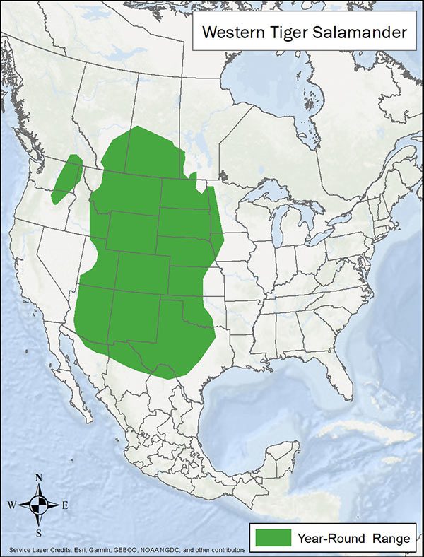 Western tiger salamander range map. Year round range is from south central Canada through central and some western US states, and into the northern tip of Mexico.