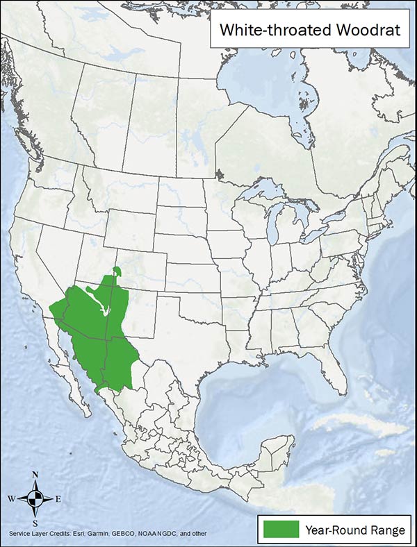 White-throated woodrat range map. Range is southwestern US and northeastern Mexico.