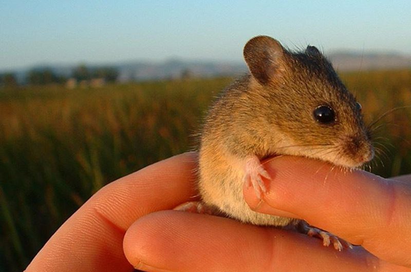 A salt marsh harvest mouse being held by a human hand.