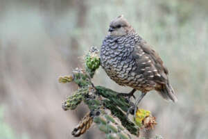 A scaled quail