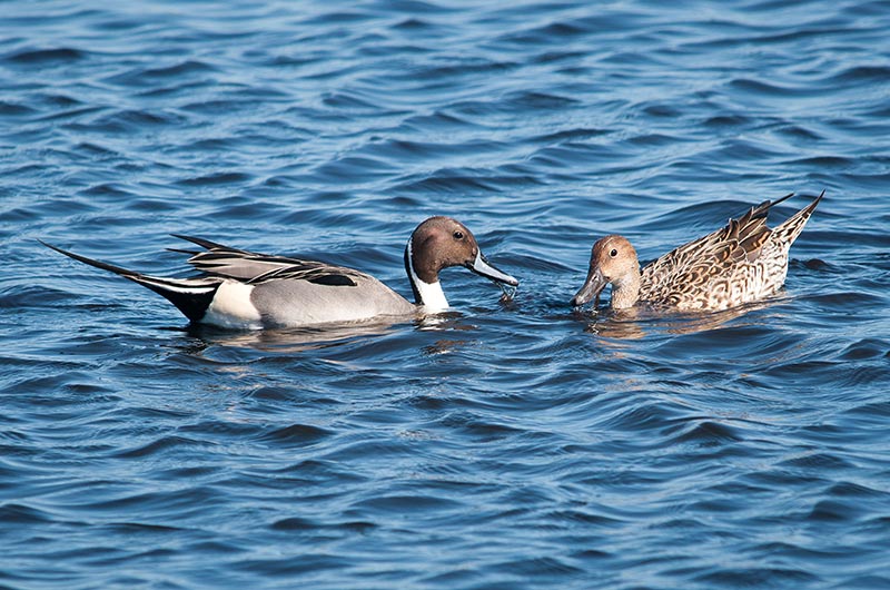 A pair of northern pintails