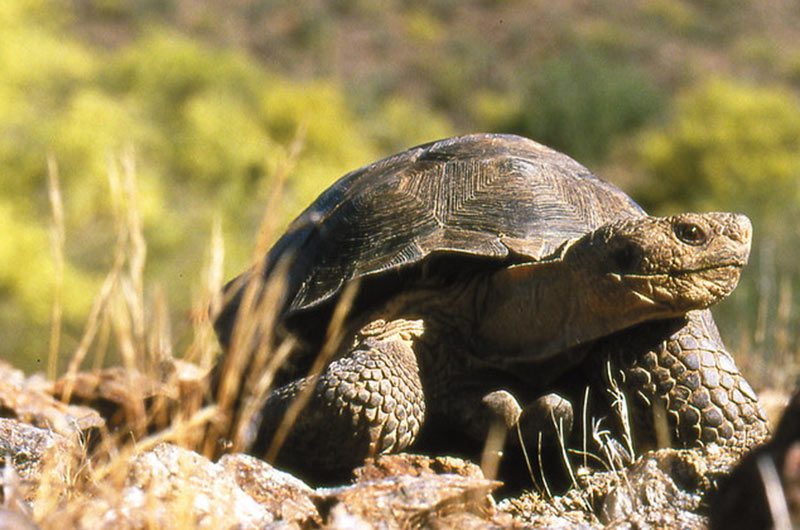 A Sonoran Desert Tortoise moves along rocks and shrubs.