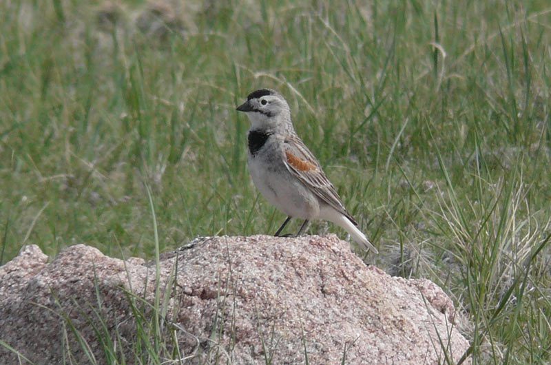 A thick-billed longspur perched on a rock surrounded by grass.