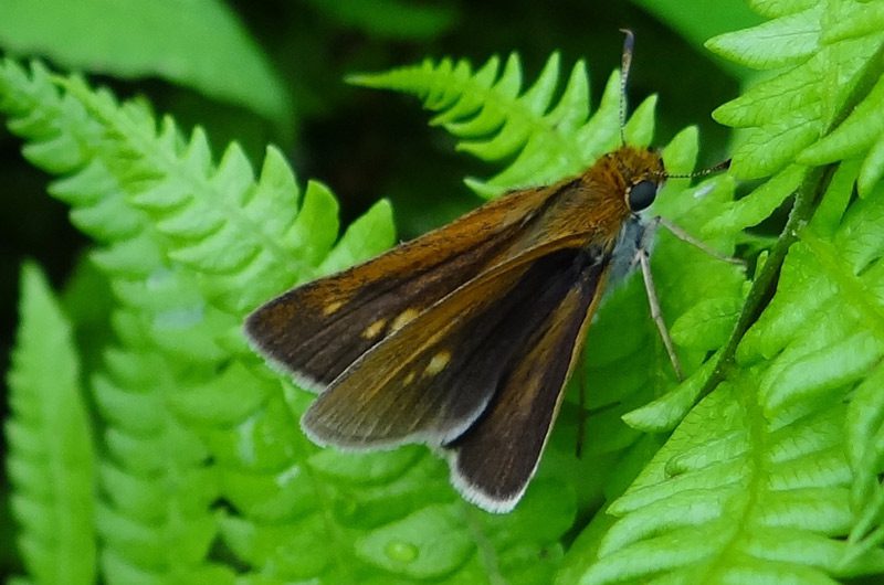 A two-spotted skipper