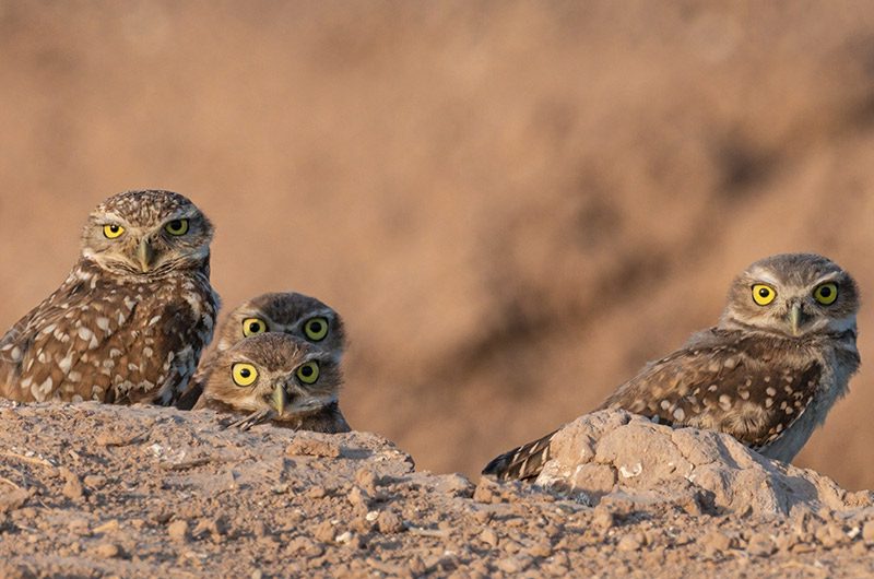 Four burrowing owls peek over a soil ridge.