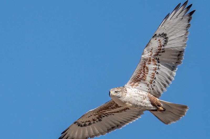 A view from below of a ferruginous hawk in flight.