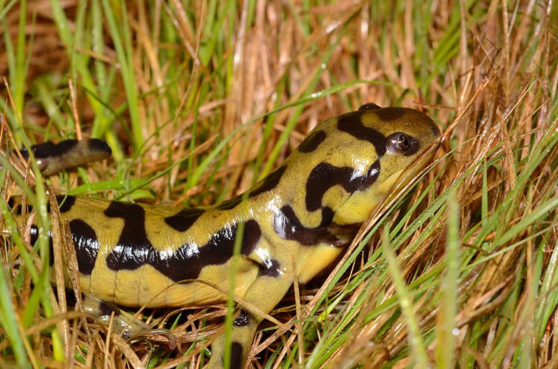 A western tiger salamander among grass.