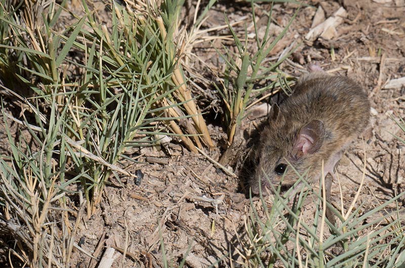 A western harvest mouse on the ground among grasses.