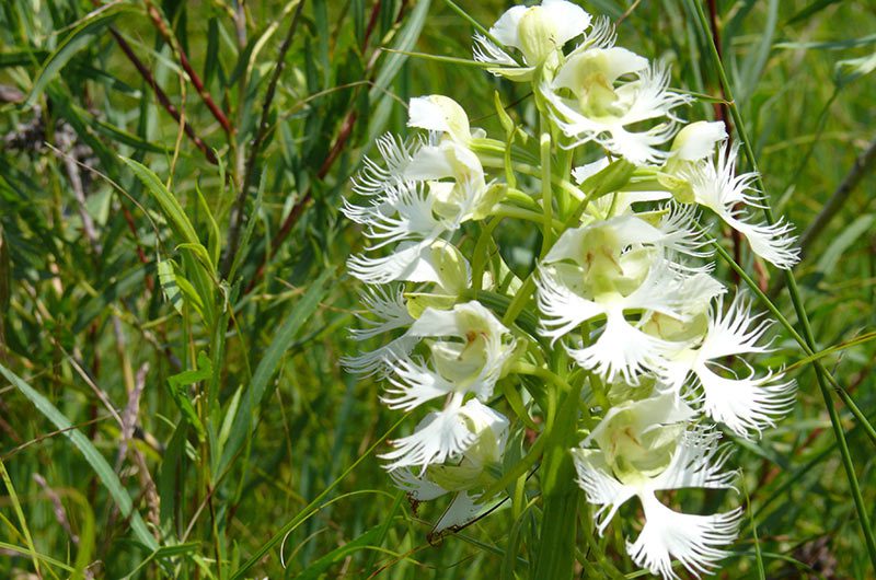An eastern prairie fringed orchid in bloom.