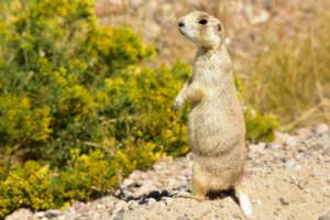 A white-tailed prairie dog stands upright on a mound of dirt near shrubs.